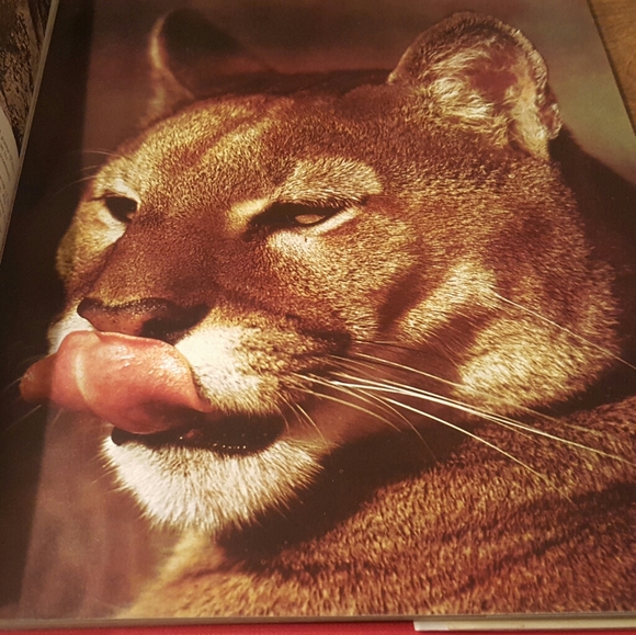 1975 FIRST PRINTING THE WORLD OF NATURE BIG CATS O - Picture 9 of 12